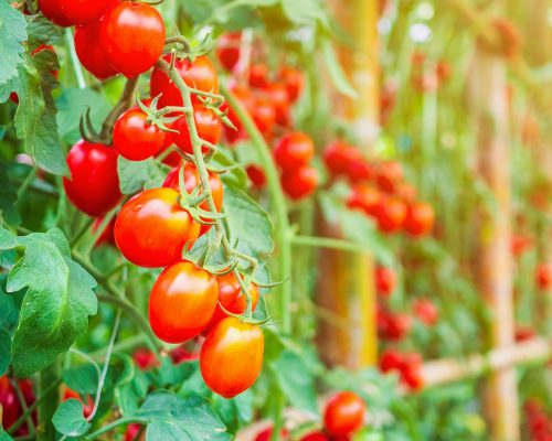 fresh-ripe-red-tomatoes-plant-growth-organic-greenhouse-garden-ready-harvest-min