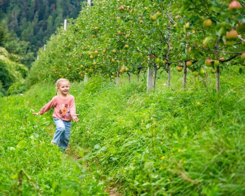 little-girl-having-fun-apple-plantation-south-tyrol-san-pietro-town-italy-min